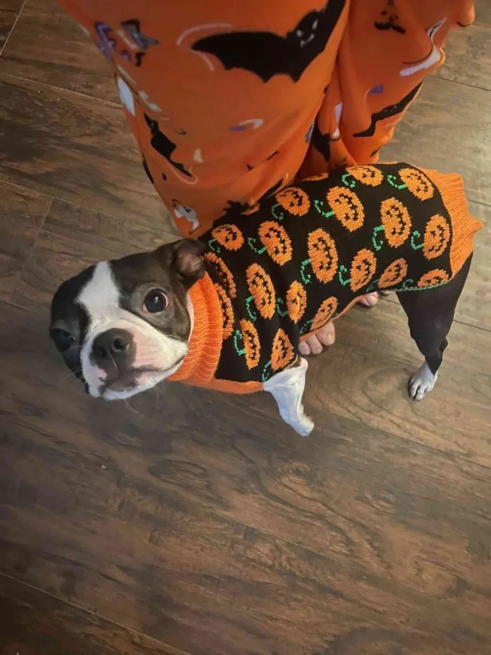 Lot 2 Dog Knit Halloween Sweaters Size M Pumpkins 13-20lbs Worn once Spooky